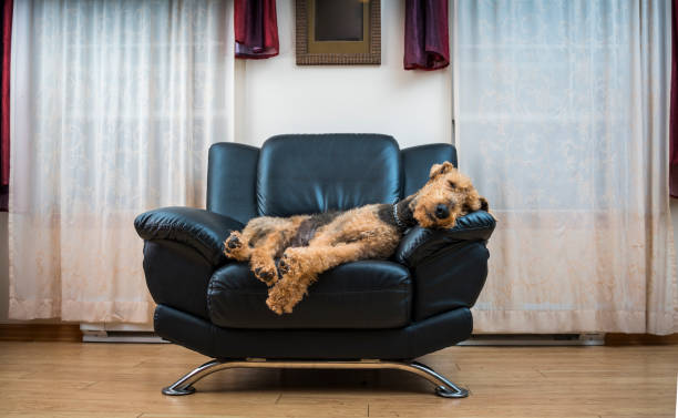 The airedale terrier dog sleeping in the chair in the living room